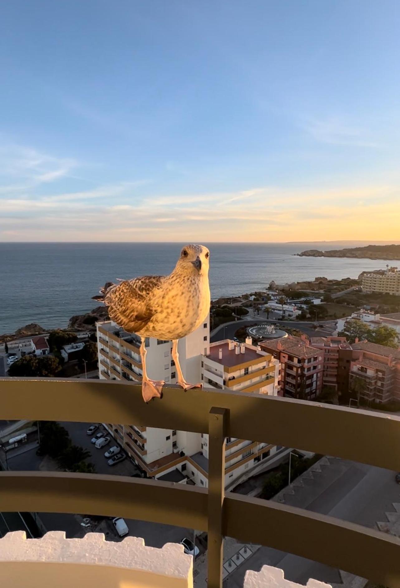 Appartement Ocean View - Amazing Sunset - Modern Style - Pool & 200m To *